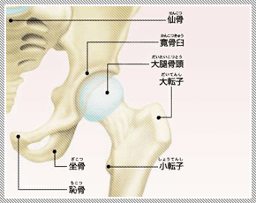 股関節の構造